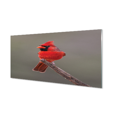 Tableaux sur verre Perroquet rouge sur une branche