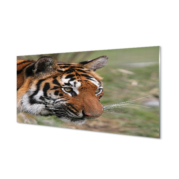 Tableaux sur verre Tiger woods