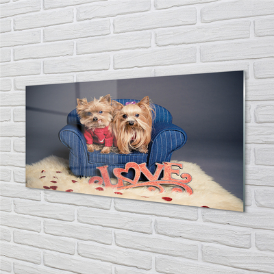 Tableaux sur verre Yorkie