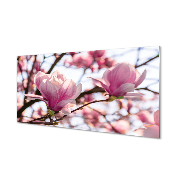Tableaux sur verre Arbre magnolias