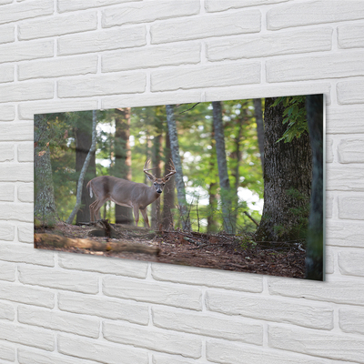 Tableaux sur verre Forêt cerf