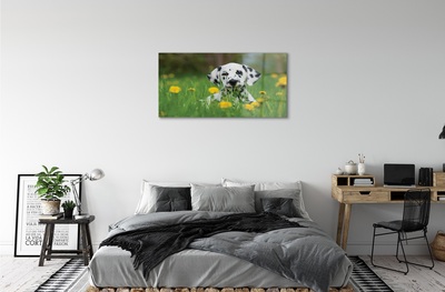 Tableaux sur verre Chien de prairie