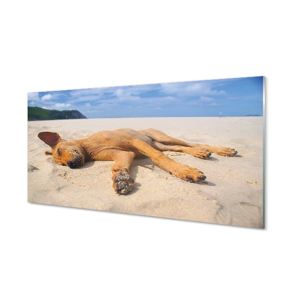 Tableaux sur verre Couché plage de chien