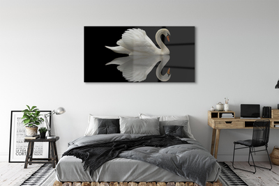 Tableaux sur verre Swan dans la nuit