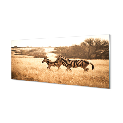 Tableaux sur verre Zebra coucher du soleil sur le terrain