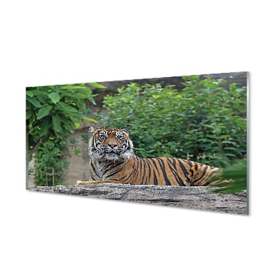 Tableaux sur verre Tiger woods