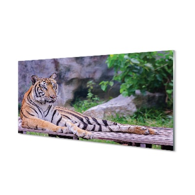 Tableaux sur verre Tiger dans un zoo