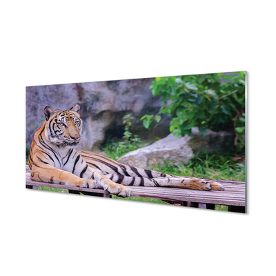 Tableaux sur verre Tiger dans un zoo