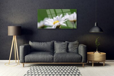 Image sur verre Tableau Marguerite floral blanc jaune vert