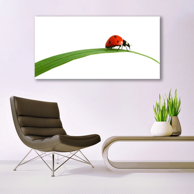 Image sur verre Tableau Coccinelle floral noir rouge vert