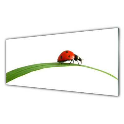 Image sur verre Tableau Coccinelle floral noir rouge vert