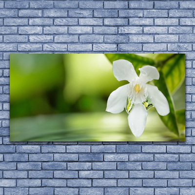 Image sur verre Tableau Fleurs feuilles floral blanc vert
