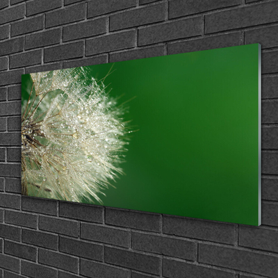Image sur verre Tableau Pissenlit floral blanc vert