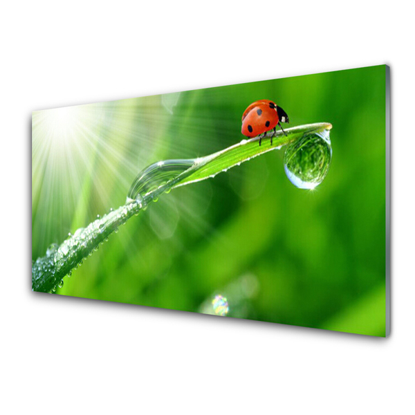 Image sur verre Tableau Herbe soleil coccinelle nature vert blanc rouge noir