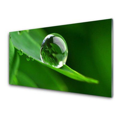 Image sur verre Tableau Feuille goutte d'eau floral vert