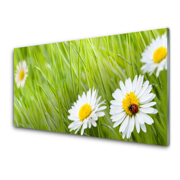 Image sur verre Tableau Marguerite herbe nature blanc vert