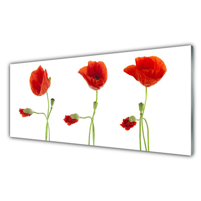 Image sur verre Tableau Coquelicots floral rouge vert