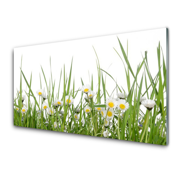 Image sur verre Tableau Marguerite herbe nature vert blanc jaune