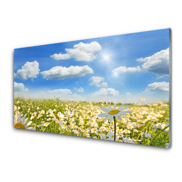 Image sur verre Tableau Marguerite prairie nature vert bleu blanc