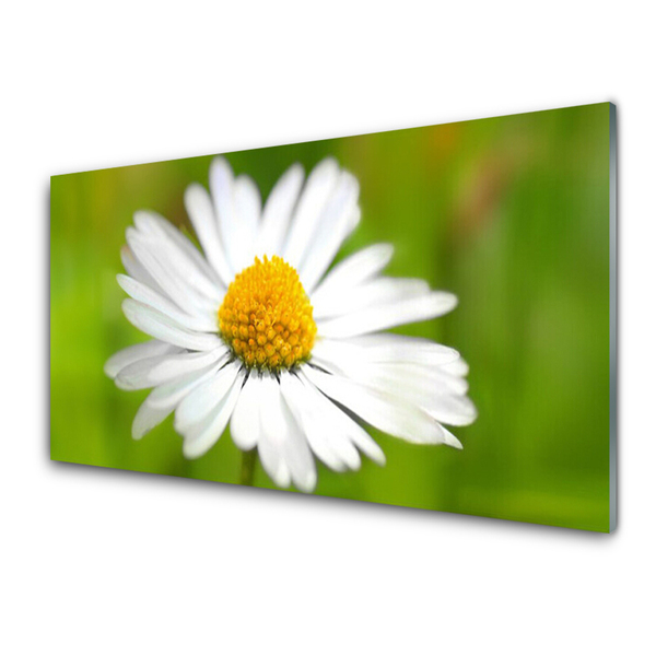 Tableaux sur verre Marguerite floral jaune blanc