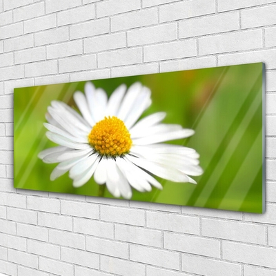 Tableaux sur verre Marguerite floral jaune blanc