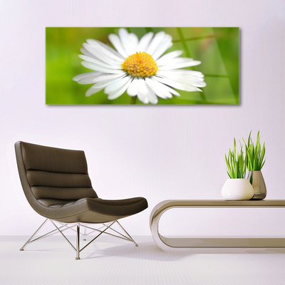 Tableaux sur verre Marguerite floral jaune blanc