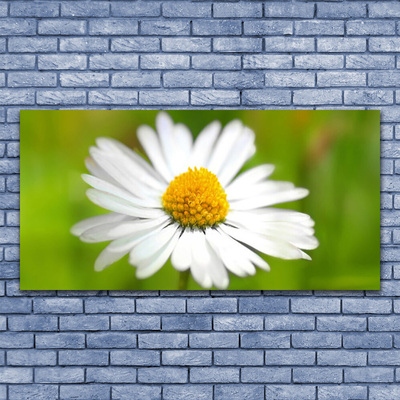 Tableaux sur verre Marguerite floral jaune blanc