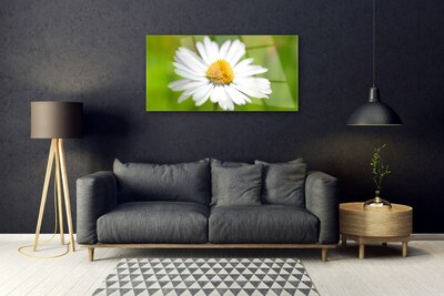 Tableaux sur verre Marguerite floral jaune blanc