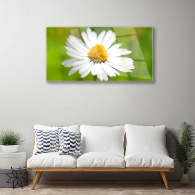 Tableaux sur verre Marguerite floral jaune blanc