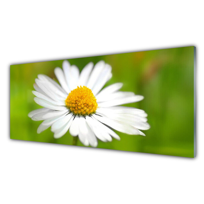 Tableaux sur verre Marguerite floral jaune blanc