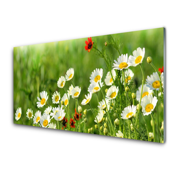 Tableaux sur verre Marguerite nature jaune blanc