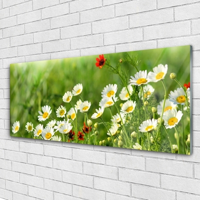 Tableaux sur verre Marguerite nature jaune blanc