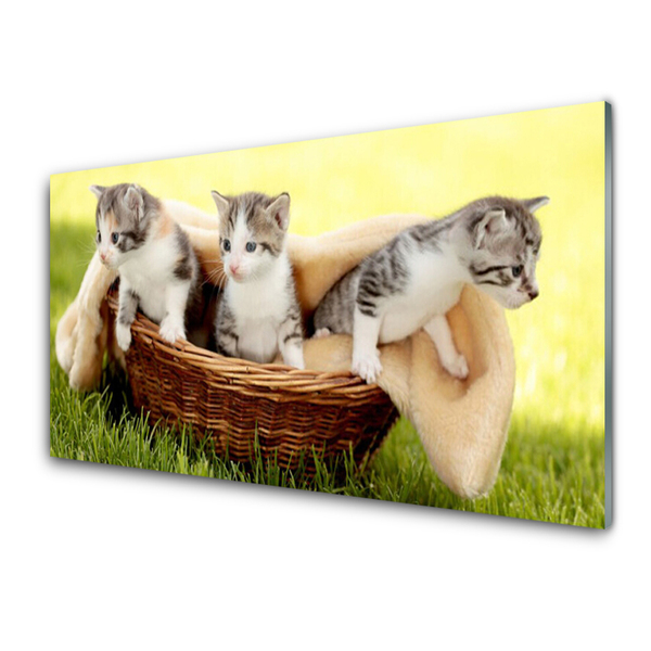 Tableaux sur verre Chats animaux gris blanc brun
