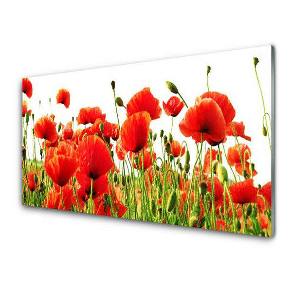 Tableaux sur verre Coquelicots nature rouge vert