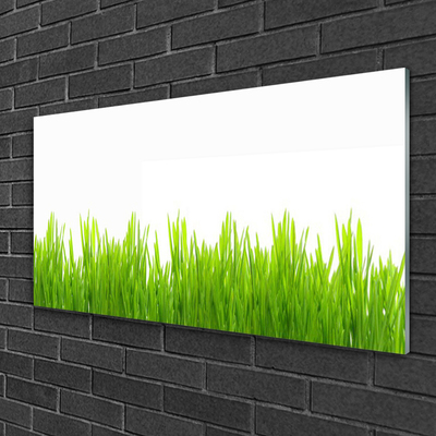 Tableaux sur verre Herbe nature vert