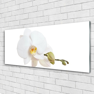 Tableaux sur verre Fleur floral blanc