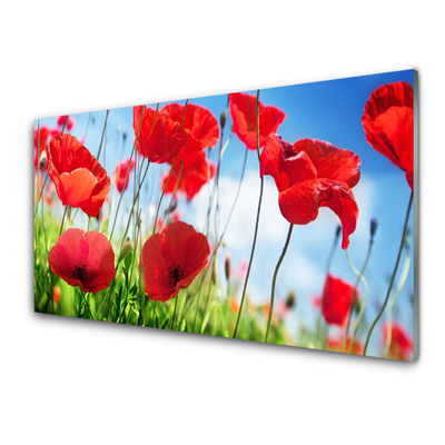 Tableaux sur verre Coquelicots herbe nature rouge vert