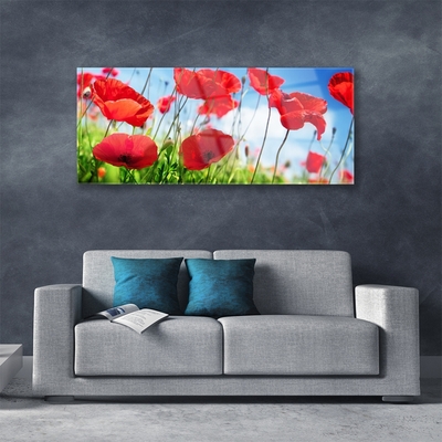 Tableaux sur verre Coquelicots herbe nature rouge vert