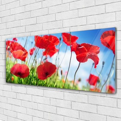 Tableaux sur verre Coquelicots herbe nature rouge vert