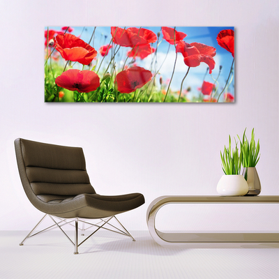 Tableaux sur verre Coquelicots herbe nature rouge vert