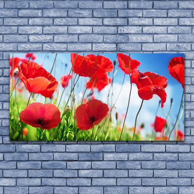 Tableaux sur verre Coquelicots herbe nature rouge vert