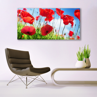 Tableaux sur verre Coquelicots herbe nature rouge vert