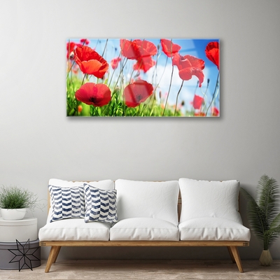 Tableaux sur verre Coquelicots herbe nature rouge vert