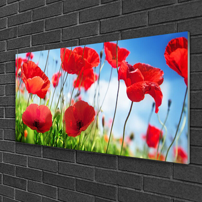 Tableaux sur verre Coquelicots herbe nature rouge vert