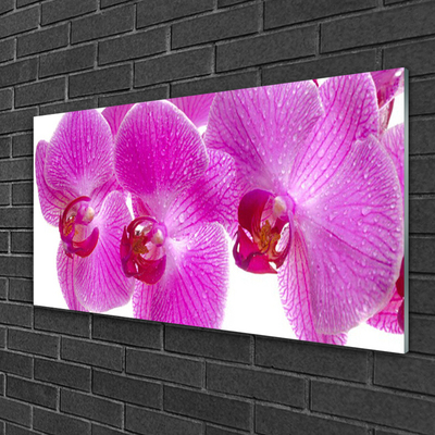 Tableaux sur verre Fleurs floral rose