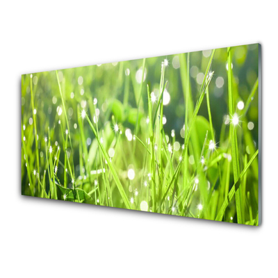 Tableaux sur verre Herbe nature vert