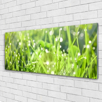 Tableaux sur verre Herbe nature vert