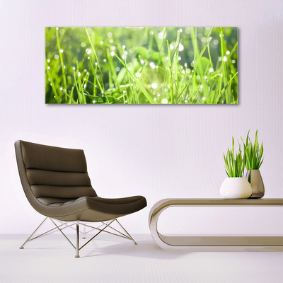 Tableaux sur verre Herbe nature vert