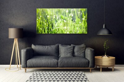 Tableaux sur verre Herbe nature vert