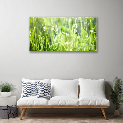 Tableaux sur verre Herbe nature vert